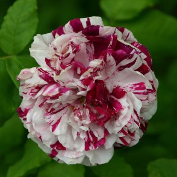 Rosa antica Variegata di Bologna