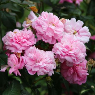 Rosa Ispahan - Rosa di Damas