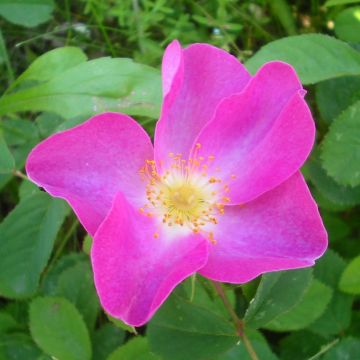 Rosa gallica - Rosa serpeggiante