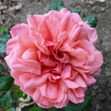 Rosa English Legend Sir Lancelot