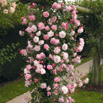 Rosa rampicante Mortimer Sackler climbing