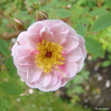 Rosa polyantha Belgian lace