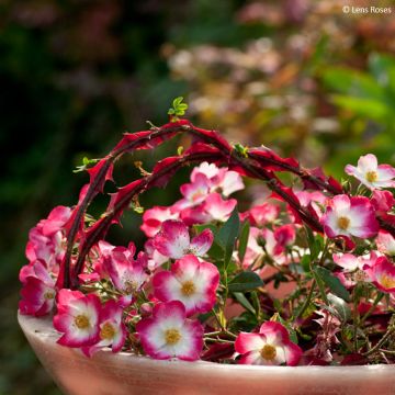 Rosa polyantha Bukavu Lenbrirus