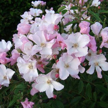 Rosa moscata Diamant Rose LENdiro