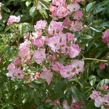 Rosa moscata Frisson Frais LENsadbi