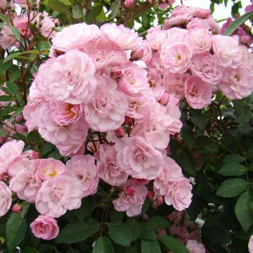 Rosa moscata Heavenly Pink LENnedi