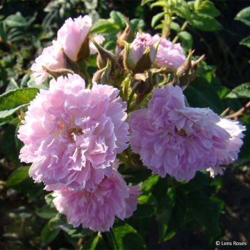 Rosa polyantha Jean de Bruges