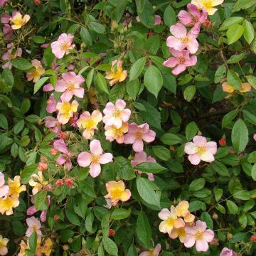 Rosa polyantha Plaisanterie