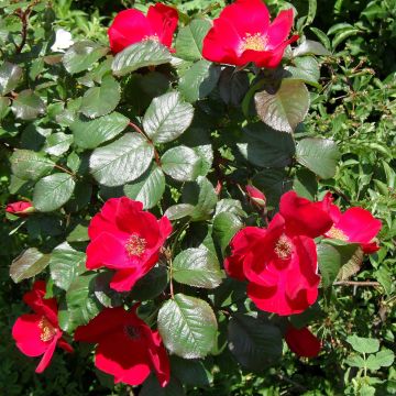 Rosa rugosa Robusta Korgosa