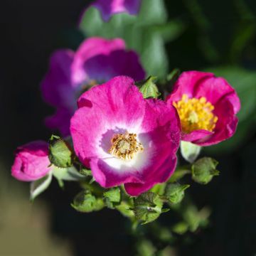 Rosa polyantha Rosy Boom Mini