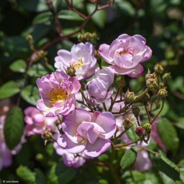 Rosa moscata Twins