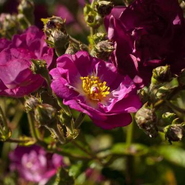 Rosa polyantha Violet Hood