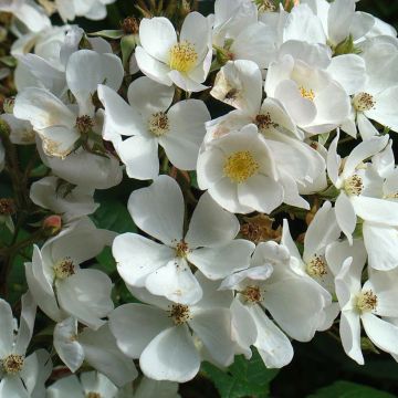 Rosa moscata White Magic