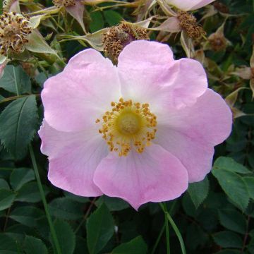 Rosa pendulina Bourgogne - Rosa alpina