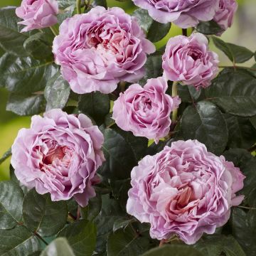 Rosa polyantha Rosier buisson Eisvogel