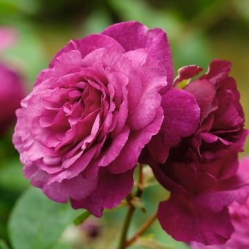 Rosa polyantha Kaffe Fassett