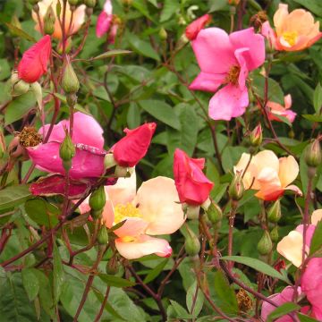 Rosa cinese Mutabilis