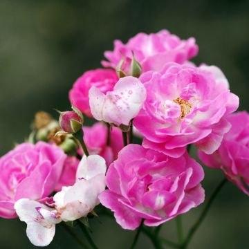 Rosa tappezzante Rigo Néon