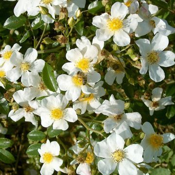 Rosa tappezzante Snow Star