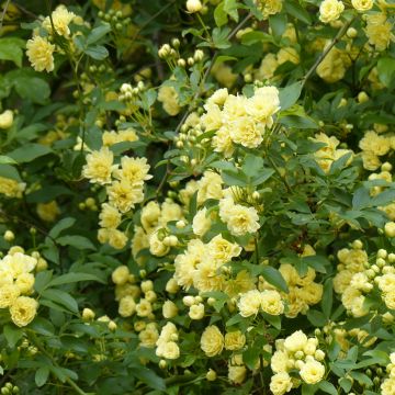 Rosa banksiae Lutea - Rosa di Lady Banks