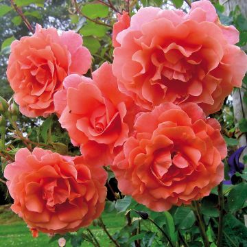 Rosa Alibaba - Rosa rampicante