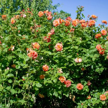 Rosa rampicante Aloha de Kordes