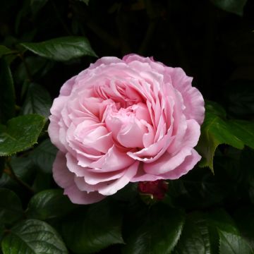 Rosa rampicante David Austin The Generous Gardener