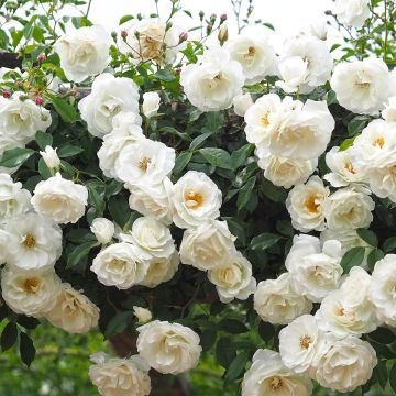 Rosa rampicante Climbing Iceberg