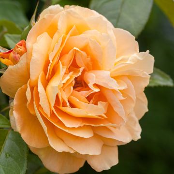 Rosa rampicante Fregate