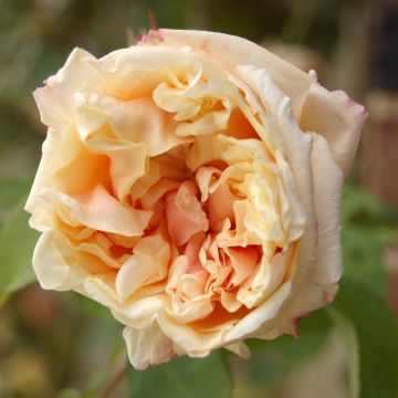 Rosa Gloire de Dijon - Rosa rampicante