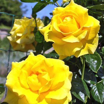 Rosa Golden Boy - Rosa rampicante