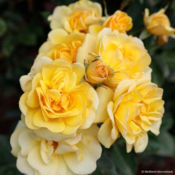 Rosa rampicante Golden Pareo Meipiyou