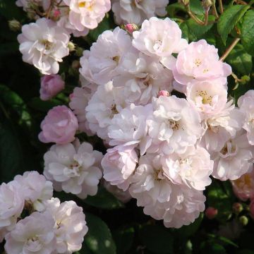 Rosa wichuraiana Guirlande Rose - Rosa rampicante