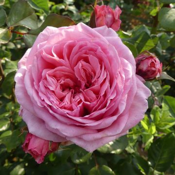 Rosa rampicante Long Island Oralinco