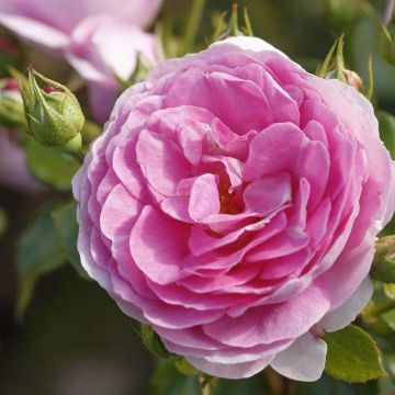 Rosa rampicante Ozeana