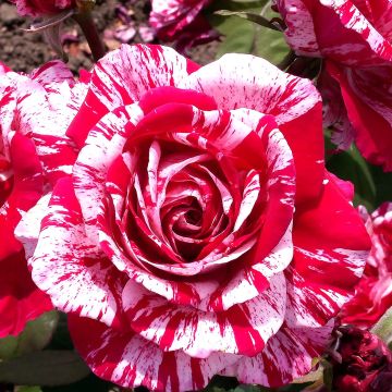 Rosa rampicante Pirate