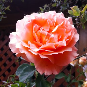 Rosa rampicante Polka