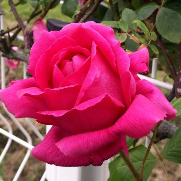 Rosa Roi de Siam - Rosa rampicante