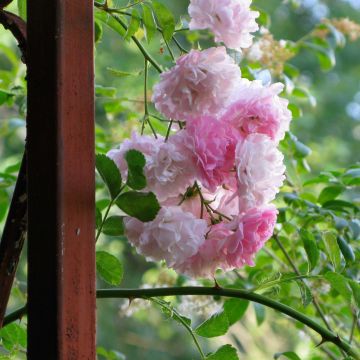 Rosa multiflora Seven Sisters Rose