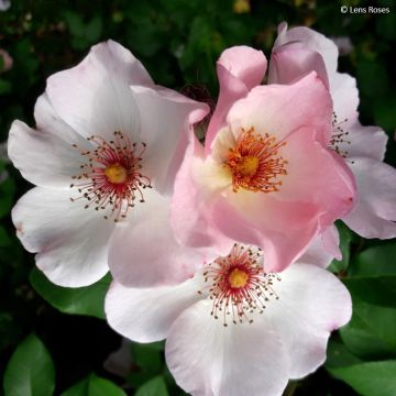 Rosa rampicante Sourire d'Isabelle