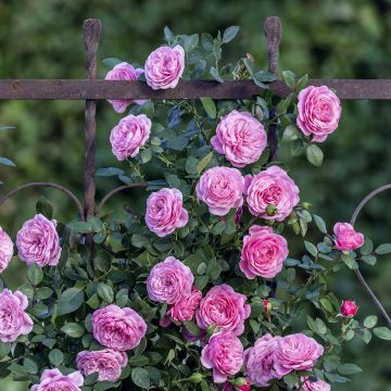 Rosa rampicante Starlet Rose Eva