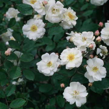 Rosa moschata Trier - Rosa moscata rampicante