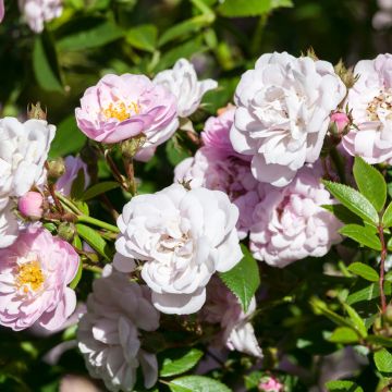 Rosa rampicante anglais Little Rambler