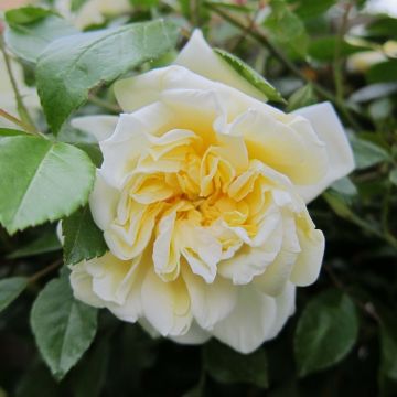 Rosa wichuraiana Albéric Barbier - Rosa rampicante