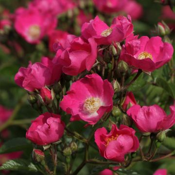 Rosa multiflora Maria Lisa