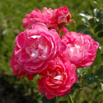 Rosa tappezzante Charmant Korpeligo