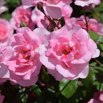 Rosa tappezzante Bordure Rose 'Delcoussi'