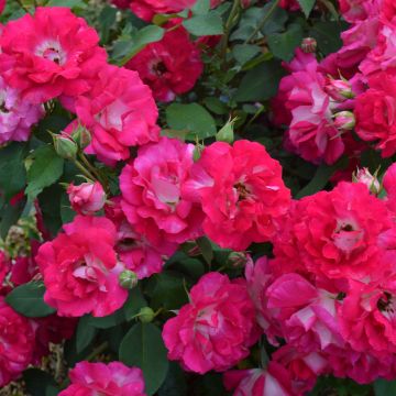 Rosa tappezzante Bordure Vive 'Delboviv'