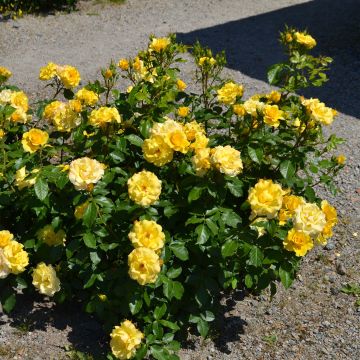 Rosa tappezzante Bordure d'Or 'Delbojaun'