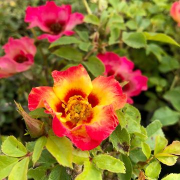 Rosa tappezzante Sunshine Babylon Eyes